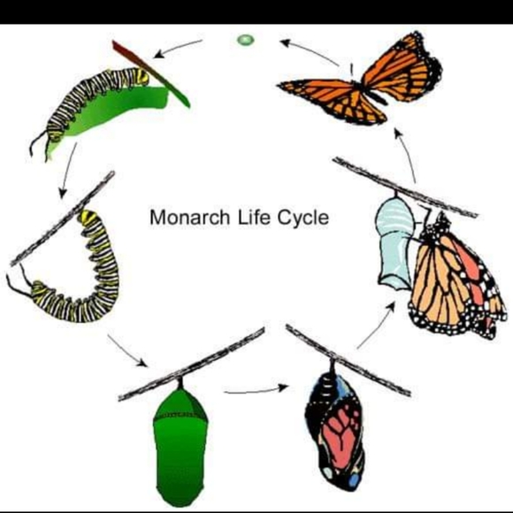 🦋Life Cycle Kit🦋 - Picture 2 of 3